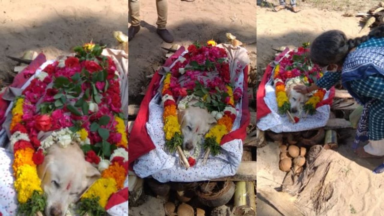 'ഇനി ഡാനിയില്ല'; നൊമ്പരമായി വളർത്തുനായയുടെ വിയോഗം; ആചാരപ്രകാരം ചിതയൊരുക്കി അന്ത്യവിശ്രമം 'ഇനി ഡാനിയില്ല'; നൊമ്പരമായി വളർത്തുനായയുടെ വിയോഗം; ആചാരപ്രകാരം ചിതയൊരുക്കി അന്ത്യവിശ്രമം