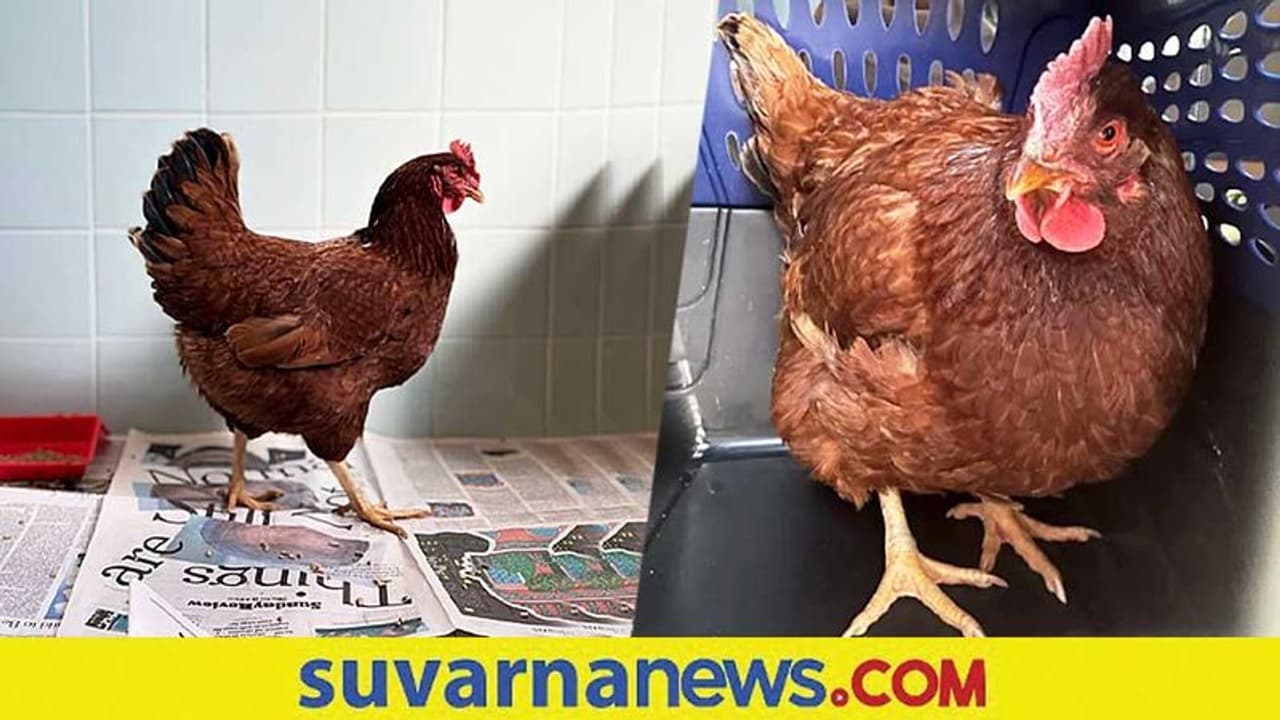 ಪೆಂಟಗಾನ್‌ ಮುಂದೆ ಸುಳಿದಾಡುತ್ತಿದ್ದ ಕೋಳಿ ವಶಕ್ಕೆ