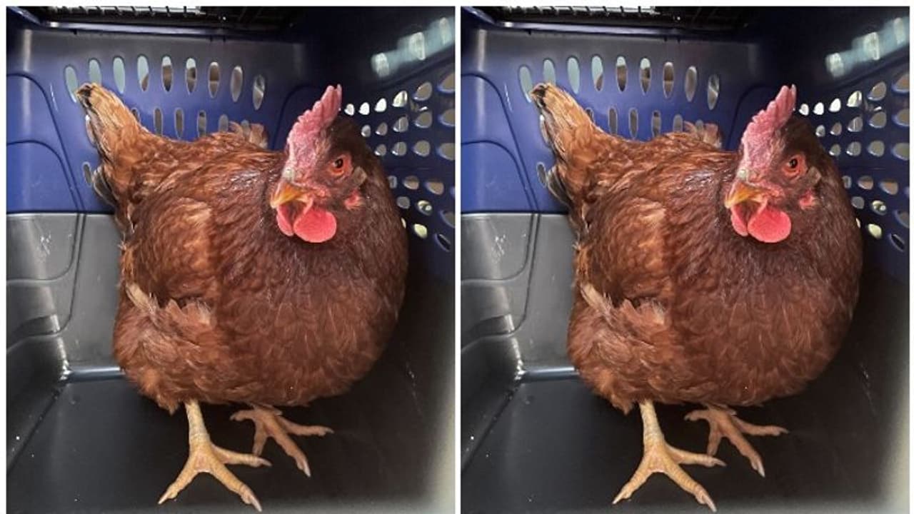 కోడి అనుమానాస్పదంగా తిరుగుతున్నదని కస్టడీలోకి తీసుకున్న అధికారులు.. ఎక్కడంటే?