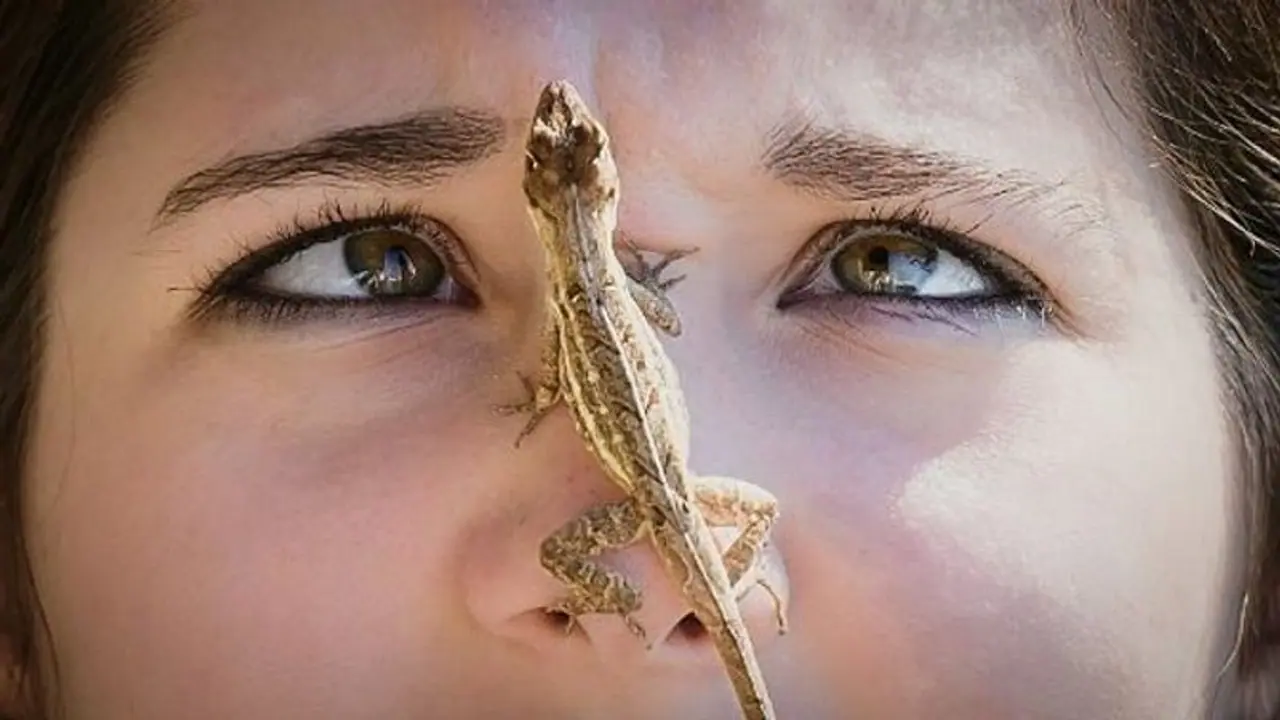 Lizard falling astrology: