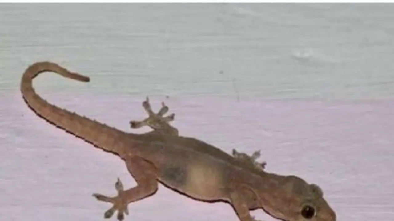 Astrology Tips: ಮನೆಯ ಮುಖ್ಯ ದ್ವಾರದಿಂದ ಹಲ್ಲಿ ಬಂದ್ರೆ ಹಣದ ಹೊಳೆ