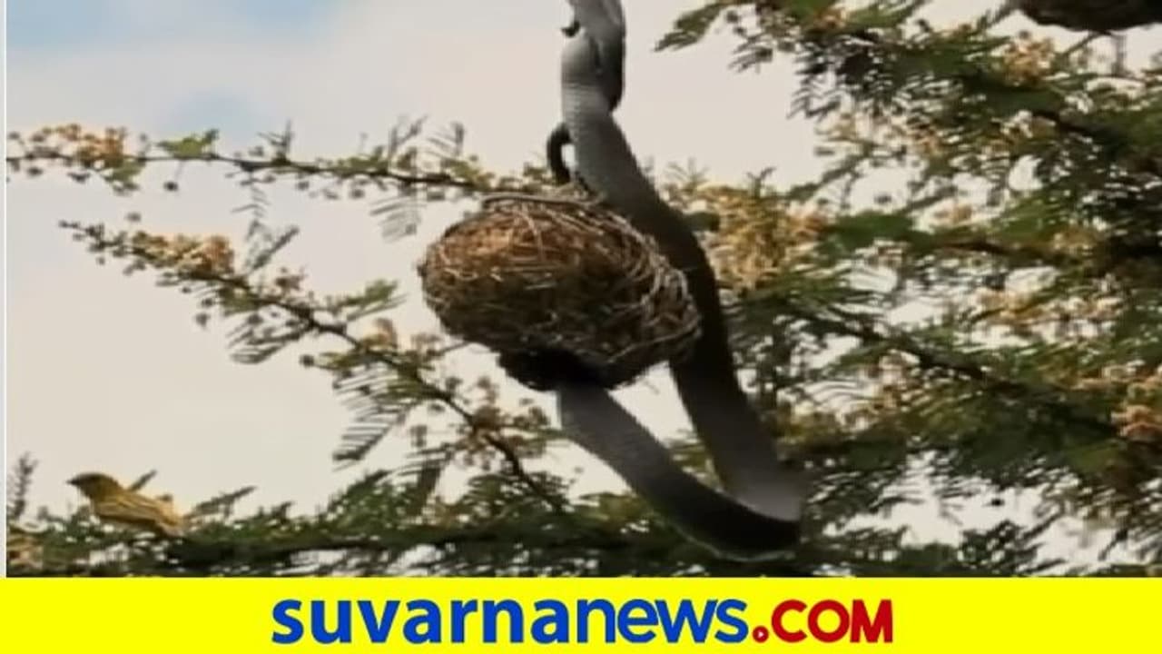 ಮೊಟ್ಟೆ ಕದಿಯಲು ಗೂಡಿಗೆ ಬಂದ ಕಳ್ಳ ಹಾವನ್ನು ಪುಟ್ಟ ಹಕ್ಕಿ ಹೇಗೆ ಓಡಿಸಿತು ನೋಡಿ... ವಿಡಿಯೋ ವೈರಲ್‌