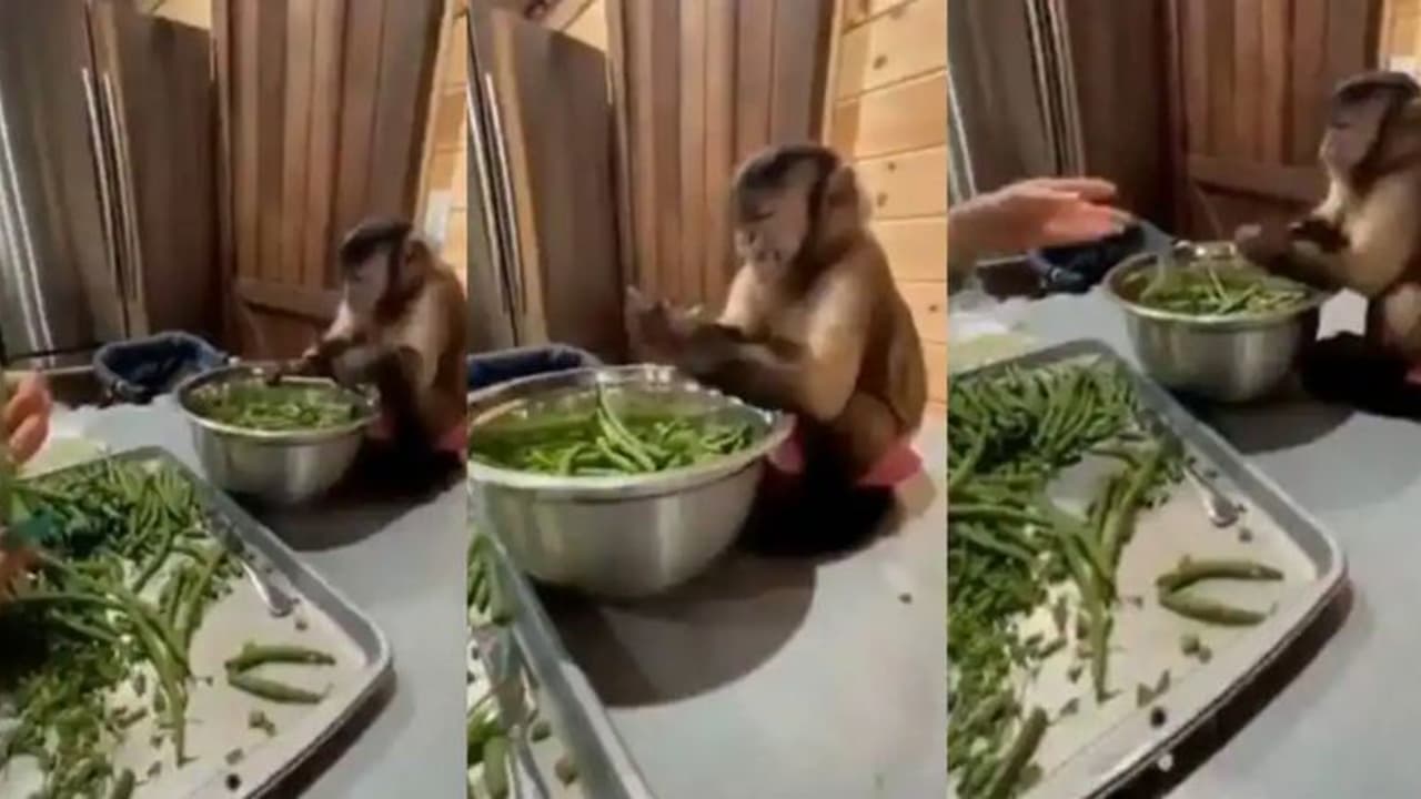 Monkey Helps Woman : പച്ചക്കറി അരിഞ്ഞിടുന്ന ആളെക്കണ്ടോ, വല്ലാത്തൊരു ജീവി!