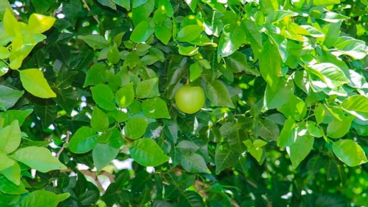 শুধু পুজোতে নয় সুগার নিয়ন্ত্রণেও কার্যকর এই পাতা, ফল ছাড়াও পাতারও রয়েছে নানান উপকারিতা