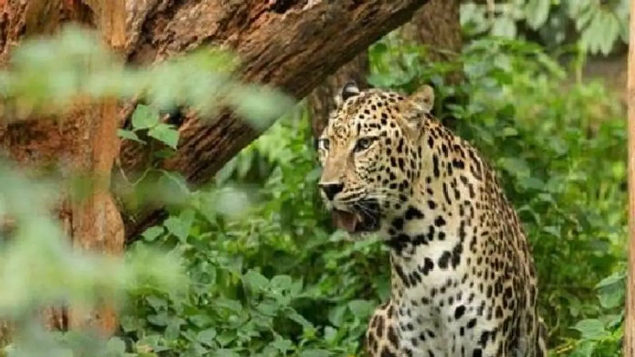 Leopard Attack : ചെന്നാപ്പാറയിൽ വീണ്ടും പുലി, വളർത്തുനായയെ ആക്രമിച്ചു, കൂട് സ്ഥാപിക്കണമെന്ന് നാട്ടുകാർ