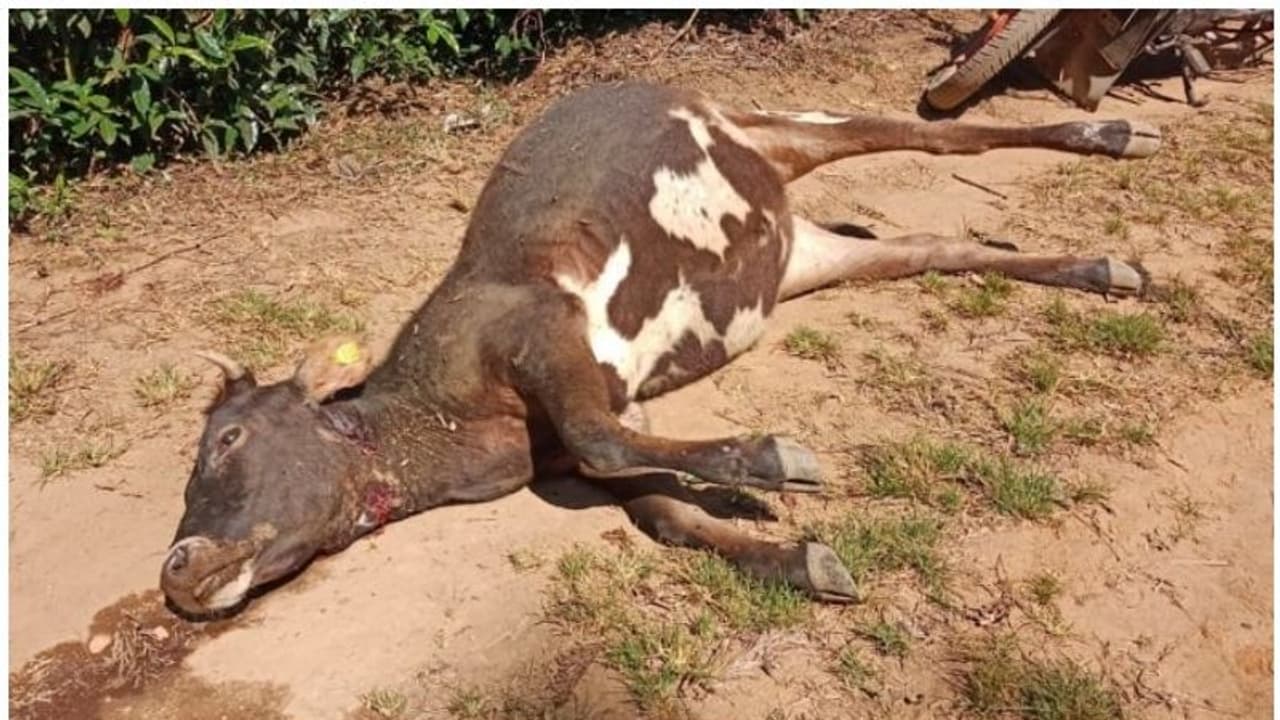 Leopard attack : പുലിയുടെ ആക്രമണം, നാല് പശുക്കള്‍ ചത്തു; കര്‍ഷകര്‍ ആശങ്കയില്‍