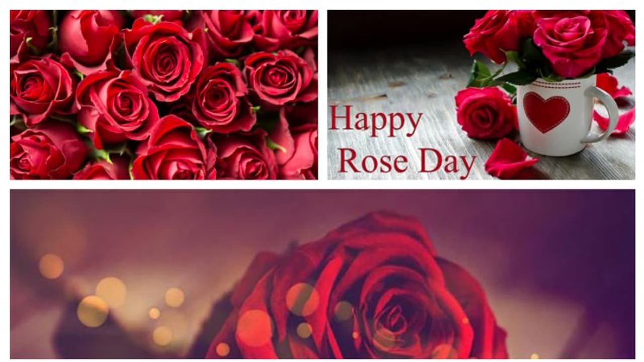 Happy Rose Day 2022: ரொமான்டிக் வாரத்தின் முதல் நாளான இன்று ரோஜா தினம்..!! Happy Rose Day 2022: ரொமான்டிக் வாரத்தின் முதல் நாளான இன்று ரோஜா தினம்..!!