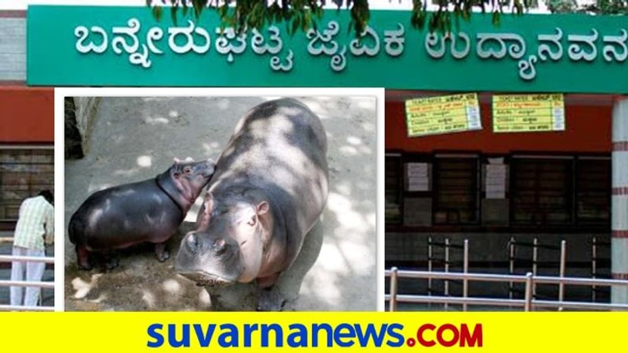 Bannerghatta Biological Park: 8 ನೀರಾನೆ ವಾಸ, 3 4 ನೀರಾನೆ ಸಾಕುವಷ್ಟು ಮಾತ್ರ ಜಾಗ ಲಭ್ಯ! Bannerghatta Biological Park: 8 ನೀರಾನೆ ವಾಸ, 3 4 ನೀರಾನೆ ಸಾಕುವಷ್ಟು ಮಾತ್ರ ಜಾಗ ಲಭ್ಯ!