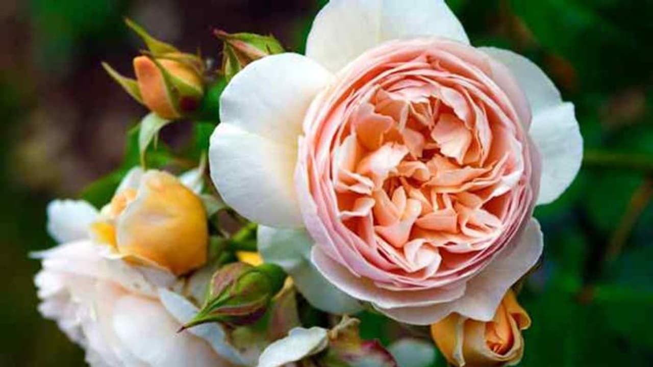 Juliet Rose : ஒரு ரோஜா விலை 130 கோடி!! கோடீஸ்வரர்களால் மட்டுமே இந்த பூவை வாங்க முடியுமாம்..!! ஆனால் ஏன்?