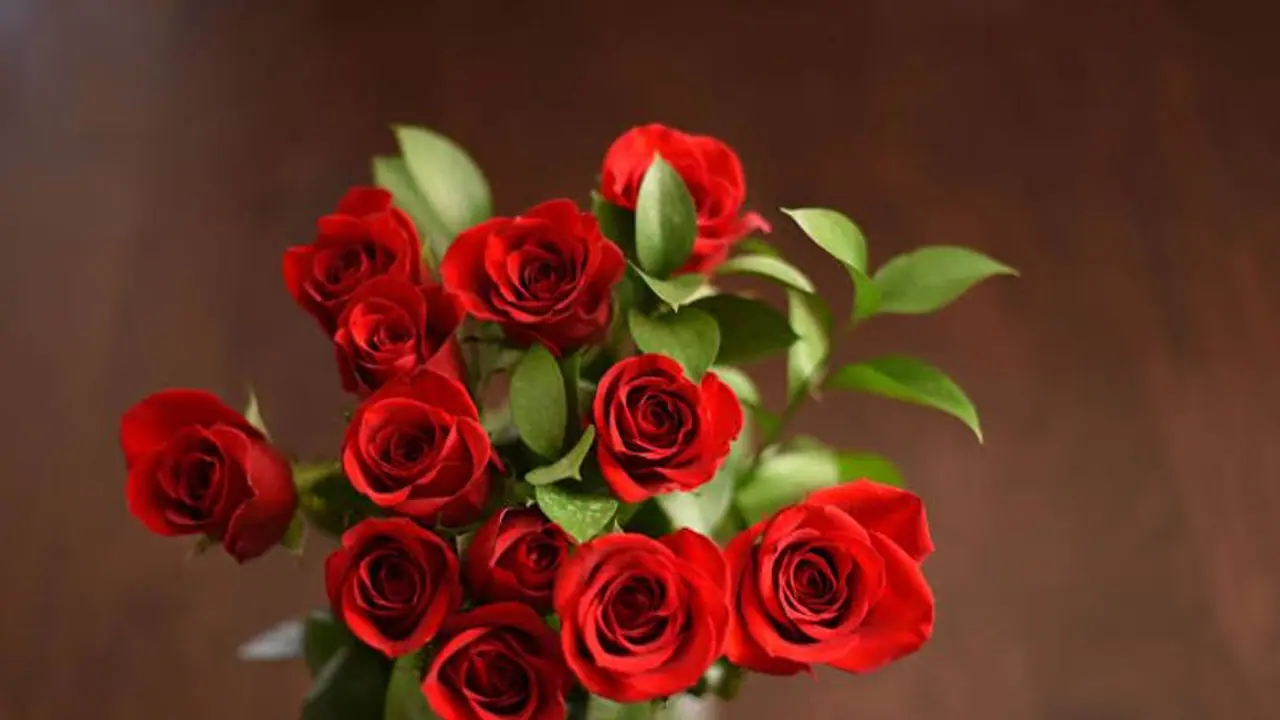 happy rose day 2022 happy rose day 2022
