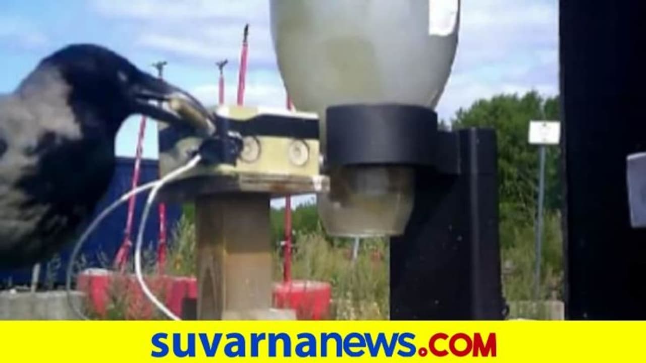 ಬೀದಿಯಲ್ಲಿ ಬಿದ್ದ ಸಿಗರೇಟ್ ತುಂಡು ಹೆಕ್ಕಲು ಕಾಗೆಗಳಿಗೆ ತರಬೇತಿ