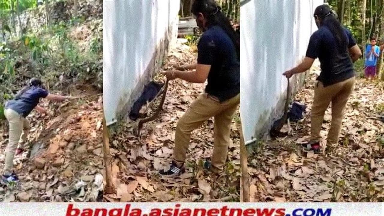 কোবরা ধরলেন কেরলের বনবিভাগের মহিলা আধিকারিক, ভিডিও ভাইরাল, প্রশংসার বন্যা সোশ্যাল মিডিয়ায় কোবরা ধরলেন কেরলের বনবিভাগের মহিলা আধিকারিক, ভিডিও ভাইরাল, প্রশংসার বন্যা সোশ্যাল মিডিয়ায়