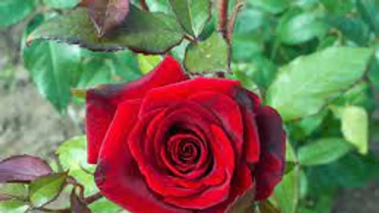 টাটকা গোলাপ ফুল নয় পাতাও খুব কার্যকর, ঘরে সঠিক জায়গায় রাখলে মিলবে এই উপকার টাটকা গোলাপ ফুল নয় পাতাও খুব কার্যকর, ঘরে সঠিক জায়গায় রাখলে মিলবে এই উপকার