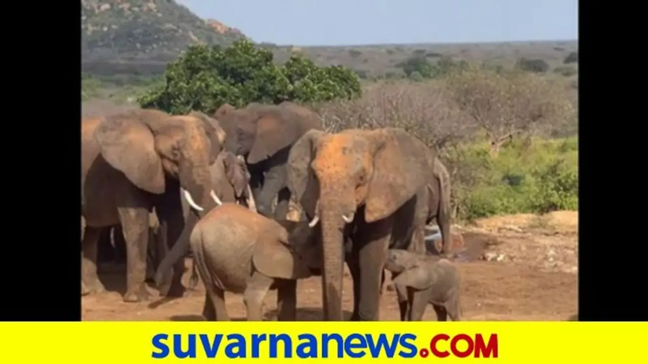 ತಾಯಾನೆ ಹಾಲಿಗೆ ಮರಿಗಳೆರಡರ ಕಿತ್ತಾಟ... ಅಮ್ಮ ಏನ್ಲಾಡಿದ್ಲು ನೋಡಿ...!