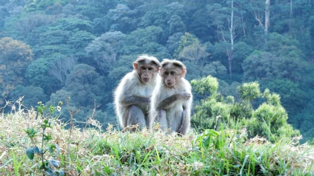 മൂന്നാറിൽ അതിശൈത്യം, മരംകോച്ചുന്ന തണുപ്പിൽ വിറച്ച് വന്യമൃഗങ്ങൾ, തണുപ്പ് മൈനസ് 1 വരെ മൂന്നാറിൽ അതിശൈത്യം, മരംകോച്ചുന്ന തണുപ്പിൽ വിറച്ച് വന്യമൃഗങ്ങൾ, തണുപ്പ് മൈനസ് 1 വരെ