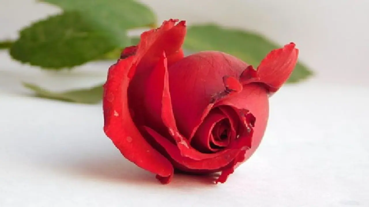 দাম্পত্য কলহ থেকে ঋণ দূর হবে গোলাপ ফুলের গুণে, মেনে চলুন কয়টি টোটকা দাম্পত্য কলহ থেকে ঋণ দূর হবে গোলাপ ফুলের গুণে, মেনে চলুন কয়টি টোটকা