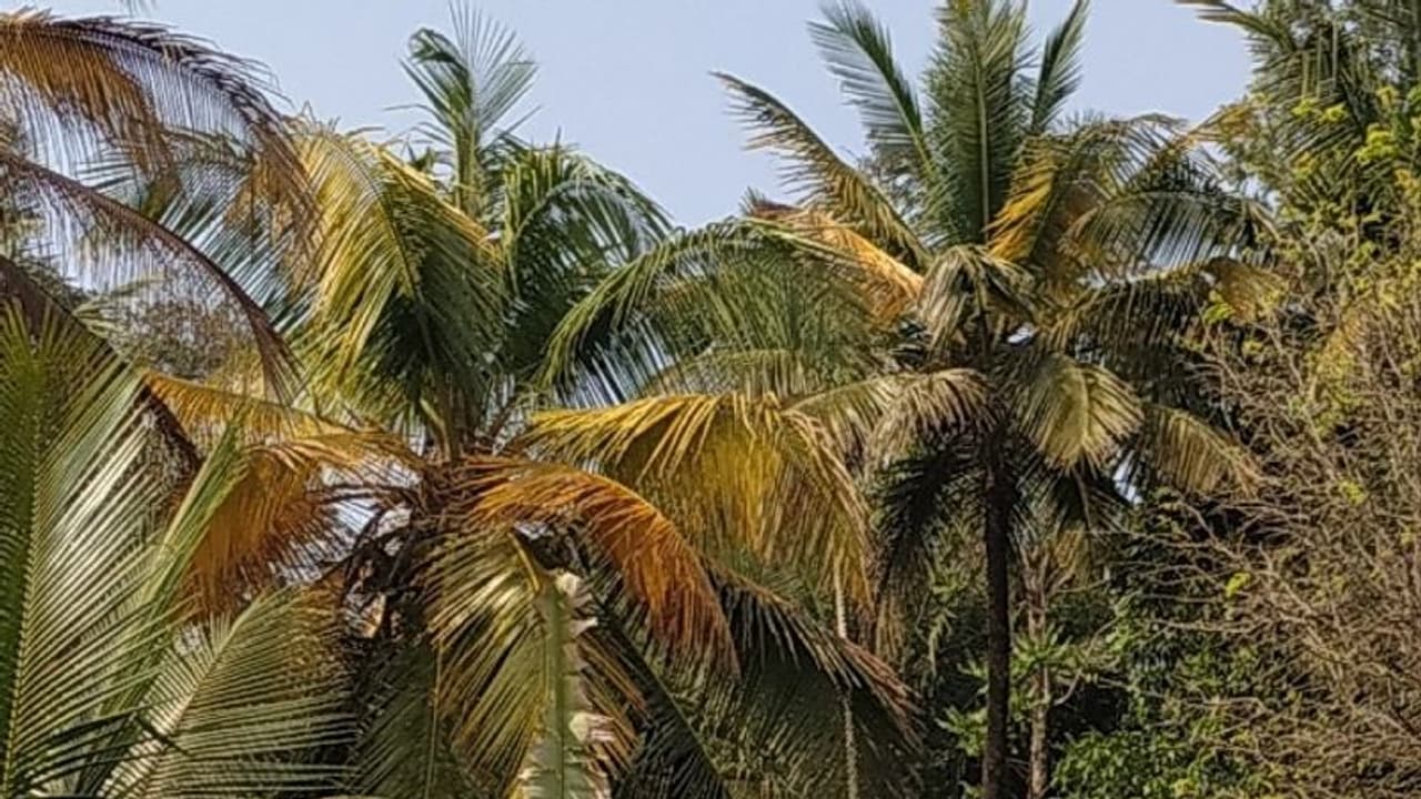 വയനാട്ടിലെ തെങ്ങുകള്ക്ക് മഞ്ഞളിപ്പ് രോഗം; ആശങ്കയോടെ കര്ഷകര് വയനാട്ടിലെ തെങ്ങുകള്ക്ക് മഞ്ഞളിപ്പ് രോഗം; ആശങ്കയോടെ കര്ഷകര്