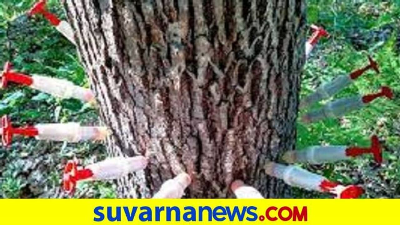 Bengaluru: ಮನೆ ಮಾರಾಟಕ್ಕೆ ಅಡ್ಡವಾಯ್ತೆಂದು ಮರಕ್ಕೆ ವಿಷ! Bengaluru: ಮನೆ ಮಾರಾಟಕ್ಕೆ ಅಡ್ಡವಾಯ್ತೆಂದು ಮರಕ್ಕೆ ವಿಷ!