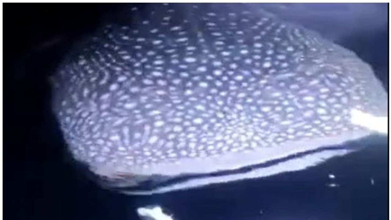 Whale Shark: മുതലപ്പൊഴിയില്‍ വലയിലായ വെള്ളുടുമ്പന്‍ സ്രാവിനെ തിരിച്ചയച്ചു; വീഡിയോ കാണാം