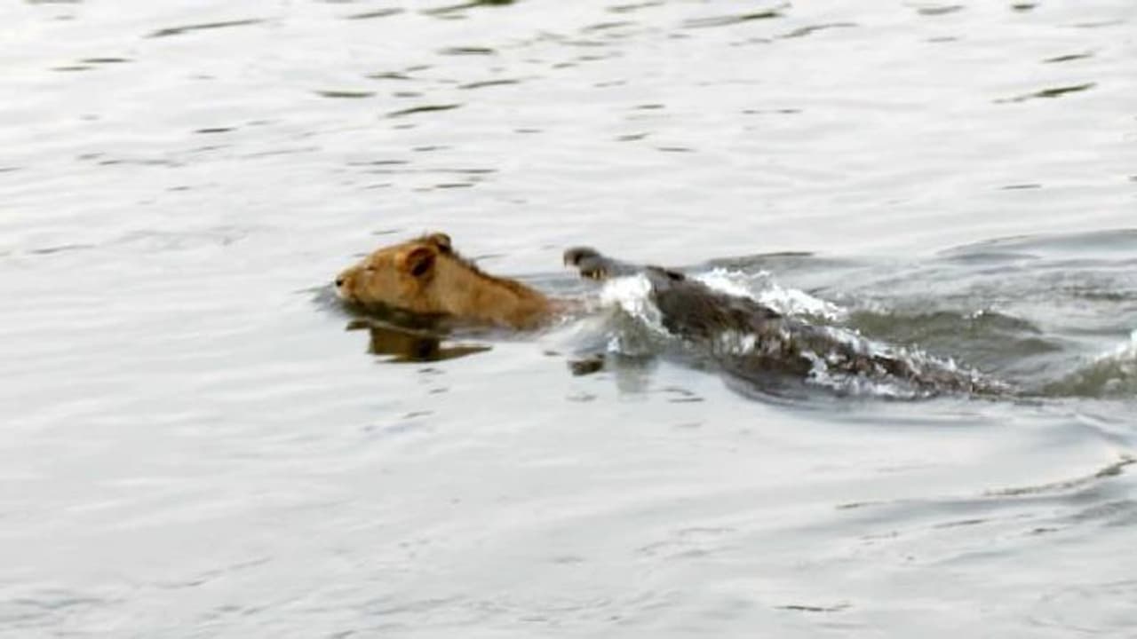 പുഴ മുറിച്ച് കടക്കുന്ന സിംഹത്തെ പിന്തുടര്ന്നാക്രമിച്ച് മുതല, ഭയപ്പെടുത്തും വീഡിയോ പുഴ മുറിച്ച് കടക്കുന്ന സിംഹത്തെ പിന്തുടര്ന്നാക്രമിച്ച് മുതല, ഭയപ്പെടുത്തും വീഡിയോ