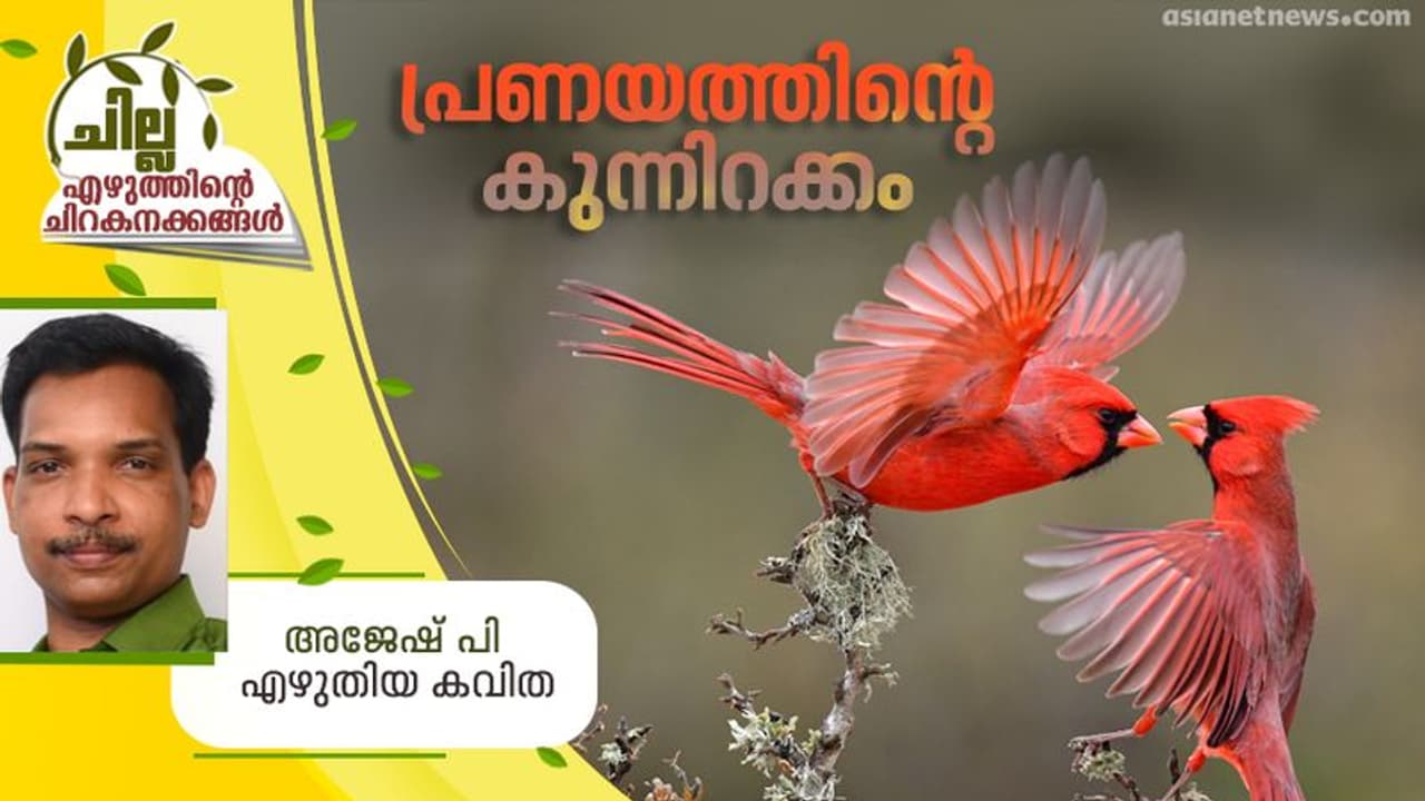 Malayalam Poem : പ്രണയത്തിന്റെ കുന്നിറക്കം, അജേഷ് പി എഴുതിയ കവിത Malayalam Poem : പ്രണയത്തിന്റെ കുന്നിറക്കം, അജേഷ് പി എഴുതിയ കവിത