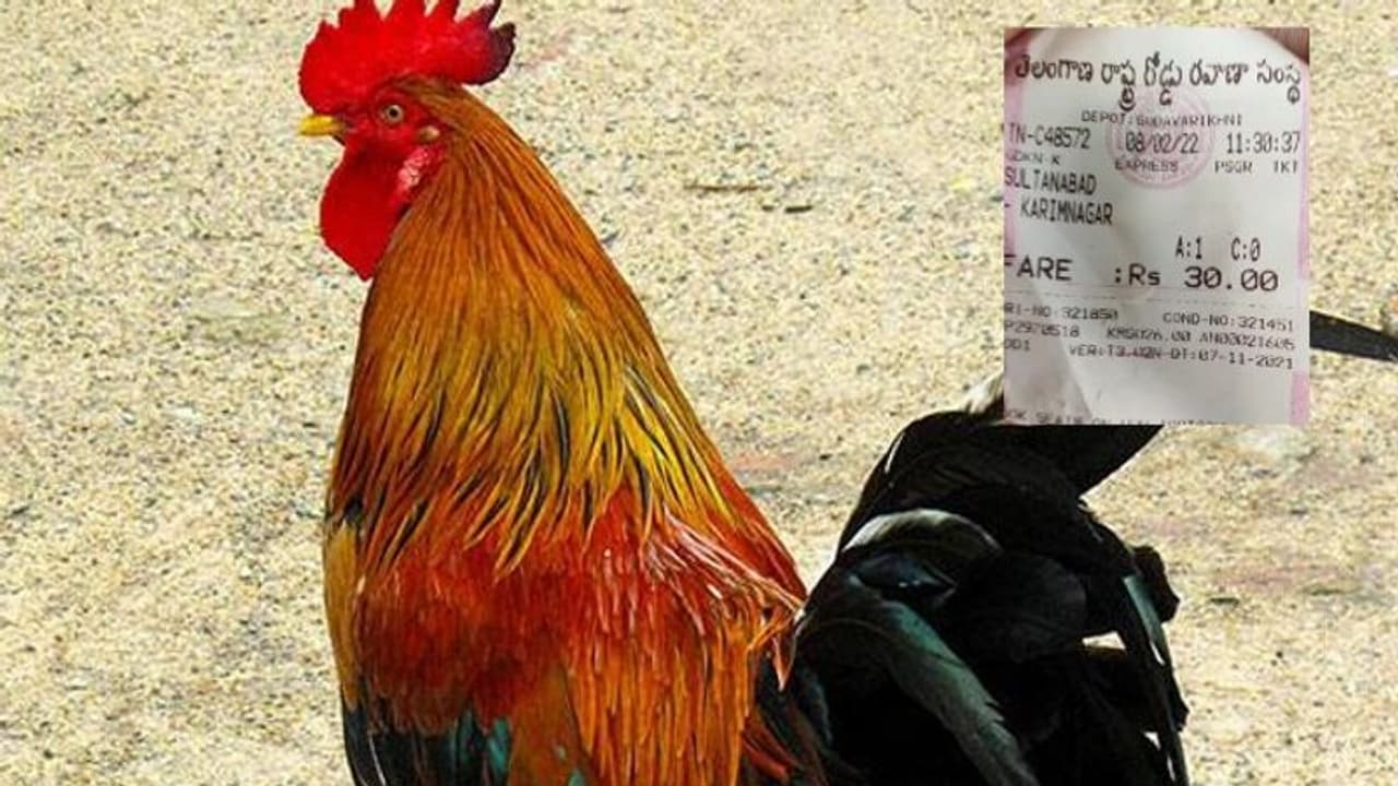 ఆర్టీసీ బస్సులో కోడిపుంజు.. రూ. 30 టికెట్ కొట్టిన కండక్టర్.. ఎక్కడంటే.. ఆర్టీసీ బస్సులో కోడిపుంజు.. రూ. 30 టికెట్ కొట్టిన కండక్టర్.. ఎక్కడంటే..