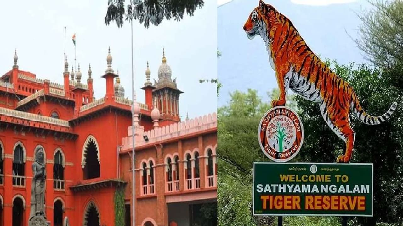 சத்தியமங்கலம் புலிகள் சரணாலயம் வழியாக செல்ல நேர கட்டுப்பாடு… வனத்துறைக்கு உயர்நீதிமன்றம் உத்தரவு!! சத்தியமங்கலம் புலிகள் சரணாலயம் வழியாக செல்ல நேர கட்டுப்பாடு… வனத்துறைக்கு உயர்நீதிமன்றம் உத்தரவு!!