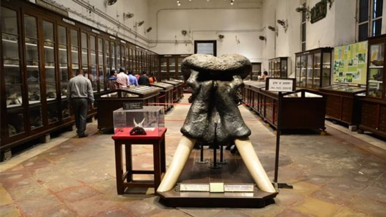 आजादी का अमृत महोत्सव: भारतीय संग्रहालयों को एक नया स्वरूप देने 15 16 फरवरी को जुटेंगे दिग्गज और विशेषज्ञ आजादी का अमृत महोत्सव: भारतीय संग्रहालयों को एक नया स्वरूप देने 15 16 फरवरी को जुटेंगे दिग्गज और विशेषज्ञ