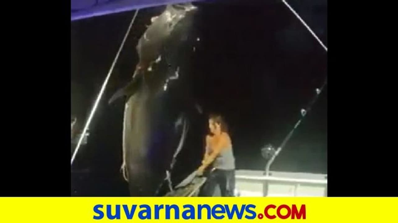 ಭಾರಿ ಗಾತ್ರದ ಮೀನನ್ನು ಒಂಟಿಯಾಗಿ ದೋಣಿಗೇರಿಸಿದ ಮೀನುಗಾರ ಮಹಿಳೆ