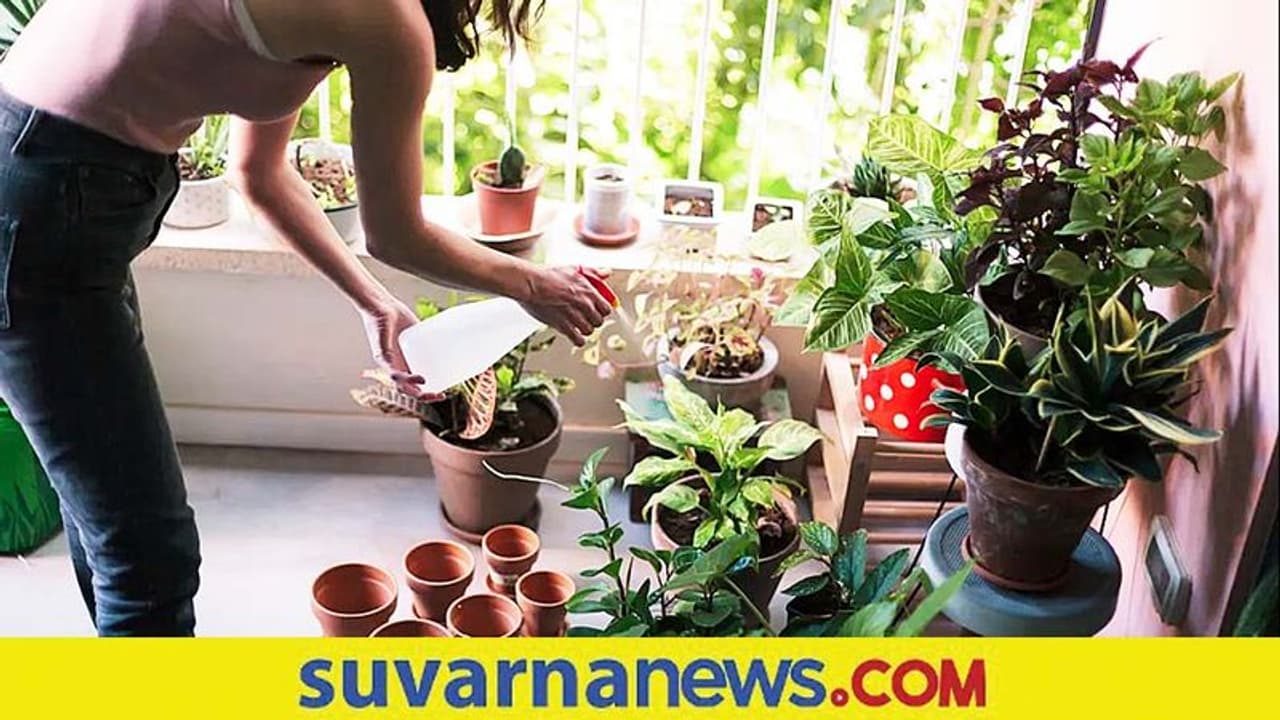 Indoor Plants: ಮನೆಯೊಳಗೆ ಹಸಿರು ವಾತಾವರಣ ನಿರ್ಮಿಸೋದು ಸುಲಭ