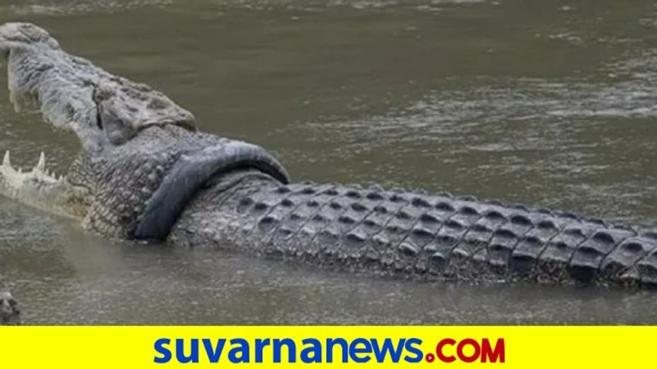 ಮೊಸಳೆಯ ಕುತ್ತಿಗೆಯಲ್ಲಿ ಸಿಲುಕಿದ್ದ ಟಯರ್‌ನ್ನು ಹೊರ ತೆಗೆದ ಪ್ರಾಣಿ ಪ್ರೇಮಿ