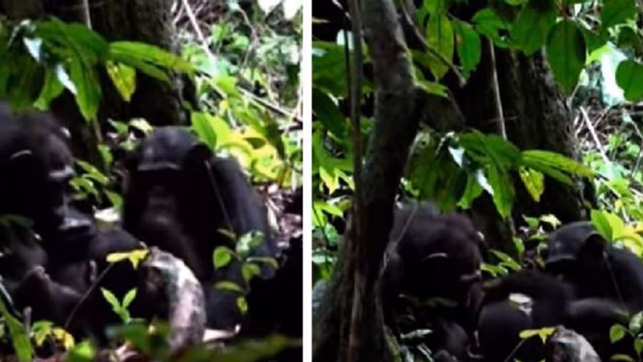 മുറിവുണക്കാൻ വേറിട്ട മാർ​ഗവുമായി ചിമ്പാൻസികൾ, ഇതേക്കുറിച്ച് പഠനവുമായി ​ഗവേഷകർ!