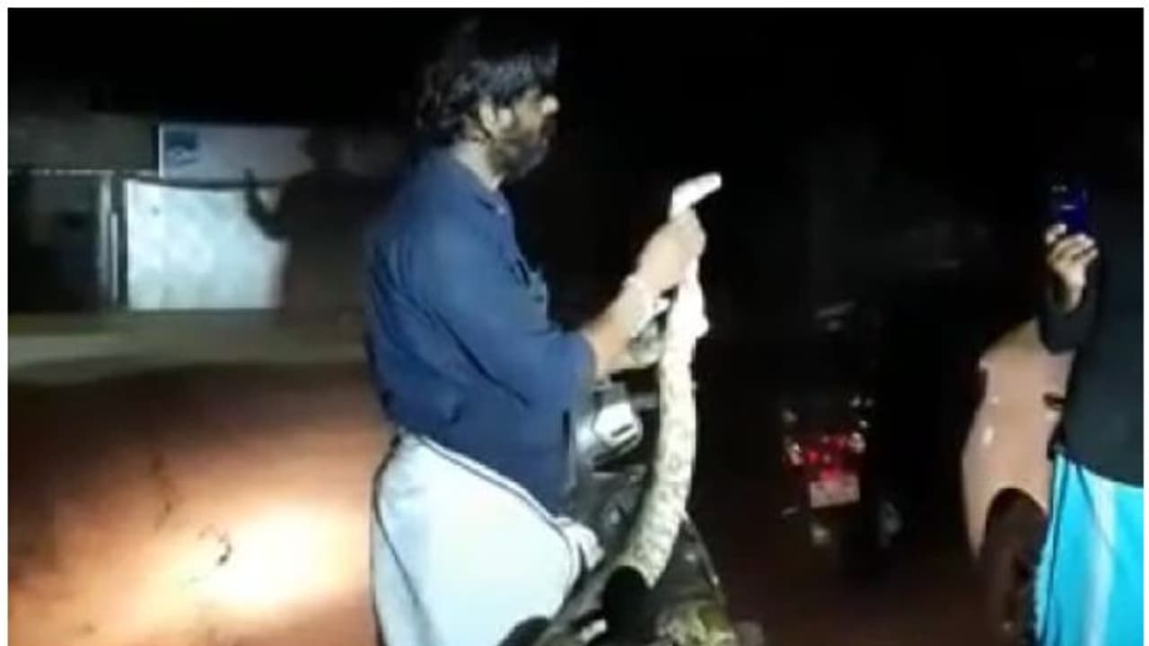 മദ്യലഹരിയിൽ പെരുമ്പാമ്പുമായി യുവാവിന്റെ സ്കൂട്ടർ സവാരി; സംഭവം കൊയിലാണ്ടിയിൽ മദ്യലഹരിയിൽ പെരുമ്പാമ്പുമായി യുവാവിന്റെ സ്കൂട്ടർ സവാരി; സംഭവം കൊയിലാണ്ടിയിൽ