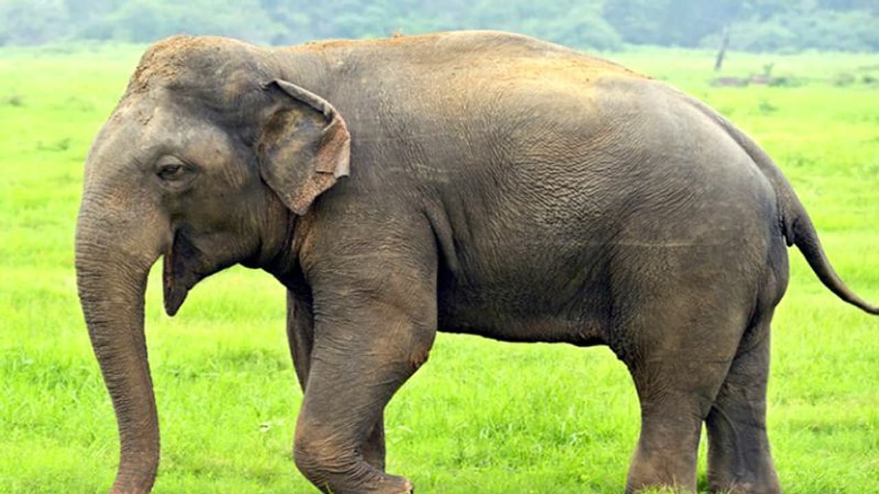 Life Management: 6 अंधे हाथी देखने गए, किसी ने कहा हाथी नली जैसा होता है, किसी ने खंबे जैसा बताया…फिर क्या हुआ