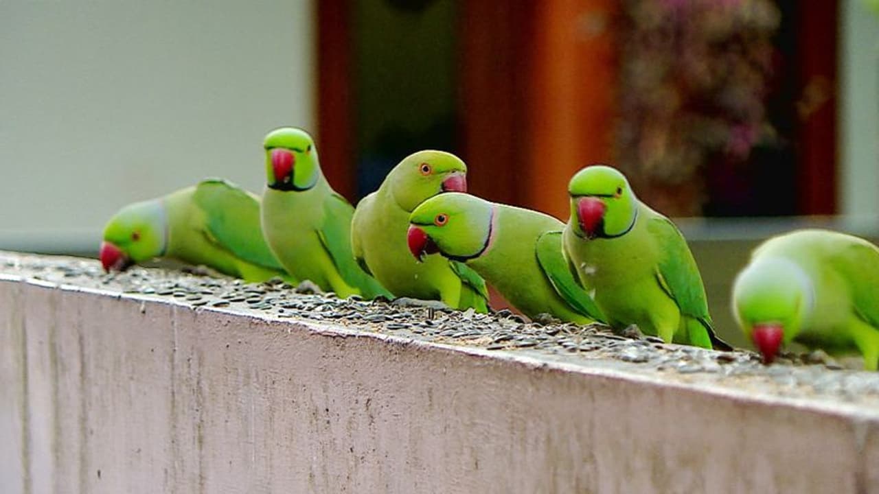 ‘చిలుకతో చచ్చే చావొచ్చింది.. అరెస్ట్ చేయండి సార్’.. పోలీస్ స్టేషన్ లో వృద్ధుడి ఫిర్యాదు.. ‘చిలుకతో చచ్చే చావొచ్చింది.. అరెస్ట్ చేయండి సార్’.. పోలీస్ స్టేషన్ లో వృద్ధుడి ఫిర్యాదు..