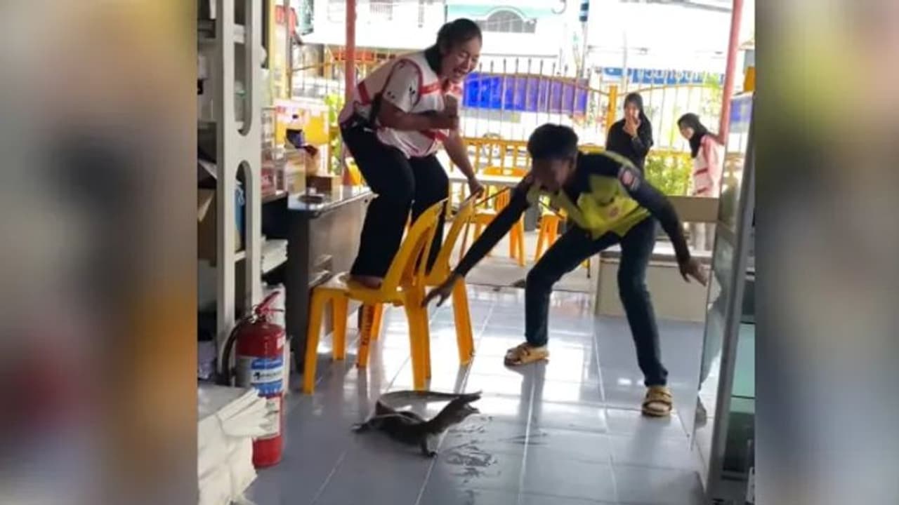 Viral Video: റെസ്റ്റോറന്‍റില്‍ വിരുന്നെത്തി അതിഥി; ഭയന്ന് കസേരയ്ക്ക്‌ മുകളില്‍ കയറി നിലവിളിച്ച് കരയുന്ന യുവതി