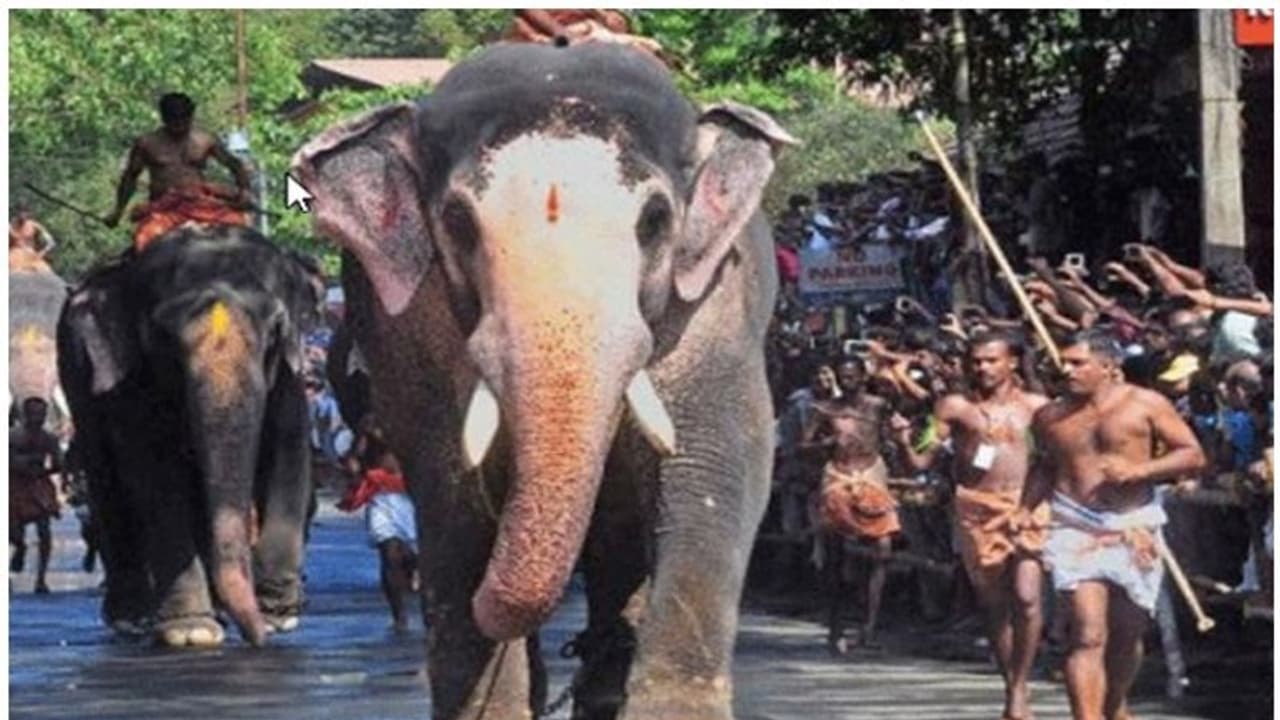 Guruvayoor Temple : ഗുരുവായൂർ ആനയോട്ടം തിങ്കളാഴ്ച Guruvayoor Temple : ഗുരുവായൂർ ആനയോട്ടം തിങ്കളാഴ്ച