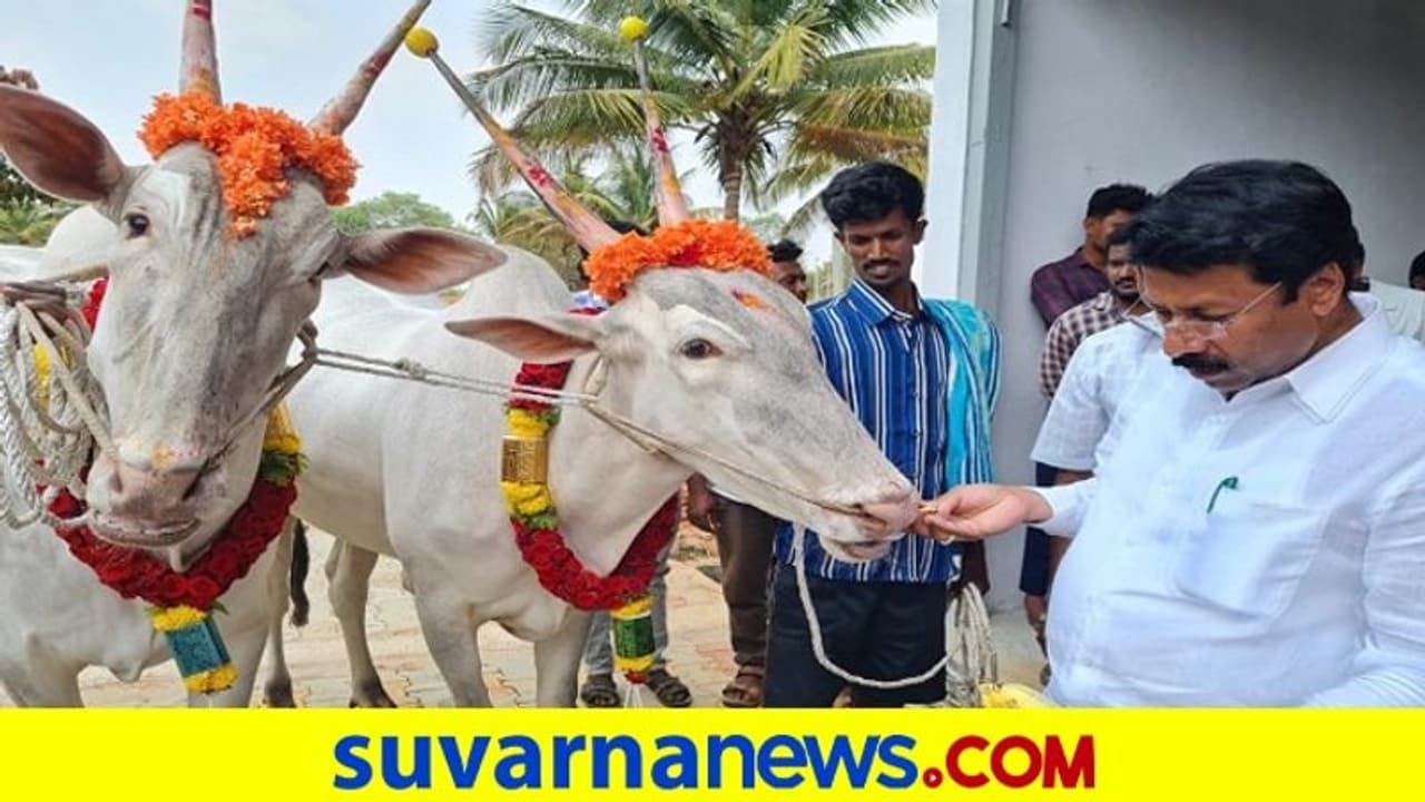Turuvekere: 26 ಲಕ್ಷ ನೀಡಿ ಹಳ್ಳಿಕಾರ್‌ ಹೋರಿ ಖರೀದಿಸಿದ ಶಾಸಕ ಜಯರಾಮ್‌!