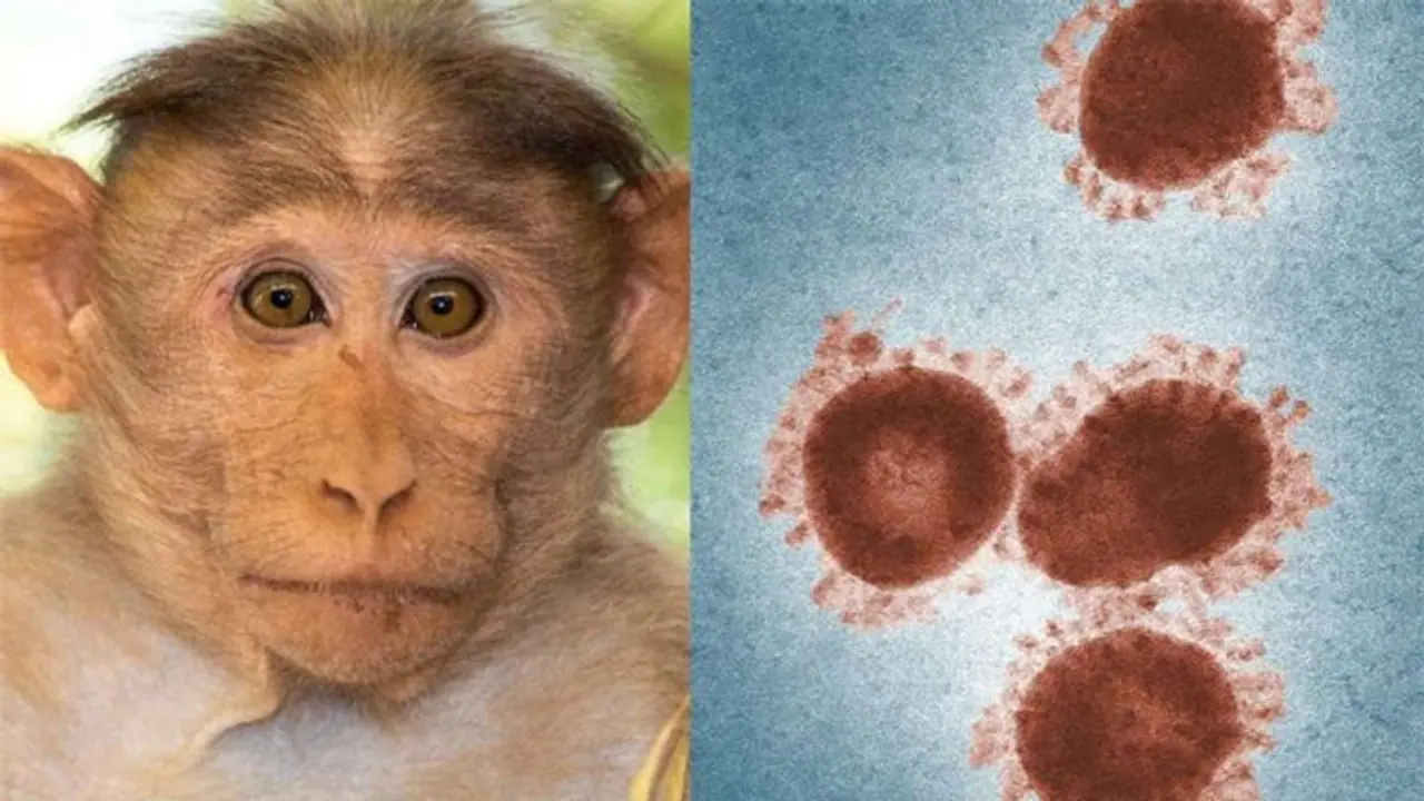 Karnataka reports two deaths from Monkey fever: What are its symptoms?