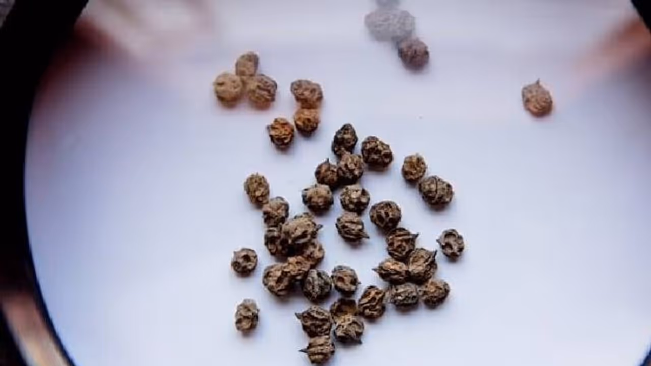 Wari empire : ജനങ്ങളെ സ്വാധീനിച്ചു നിർത്താൻ ഈ ഭരണാധികാരികൾ 400 വർഷത്തോളം ലഹരി നൽകി? ഉപയോഗിച്ചത് ഈ വിത്തുകള്‍