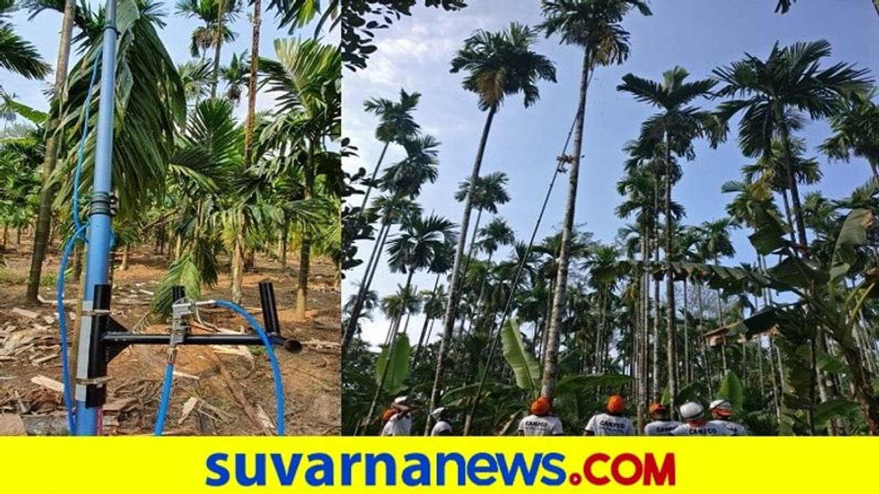 ಅಡಕೆ ಕೊಯ್ಲು, ಔಷಧಿ ಸಿಂಪಡಣೆಗೆ ‘ಪಿಂಗಾರ’ದ ತಂಡ, ರಾಜ್ಯದಲ್ಲೇ ಪ್ರಥಮ