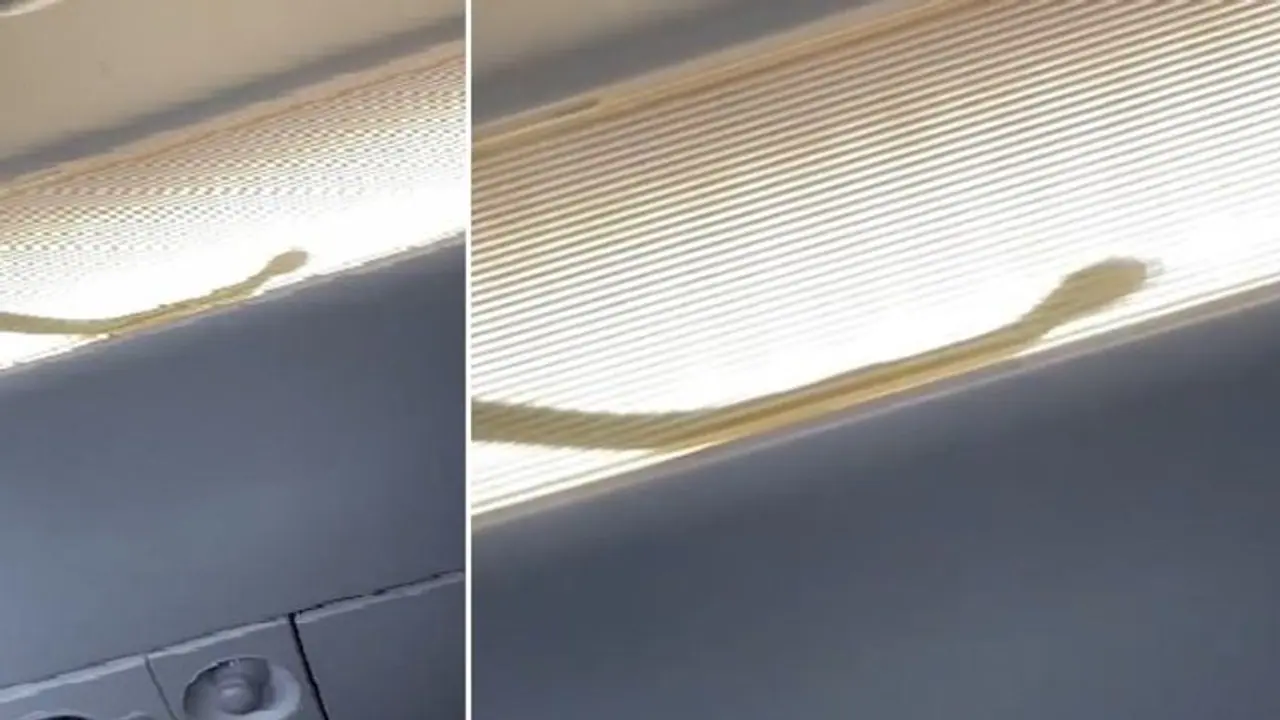 AirAsia confirms 'snake incident' during flight from Kuala Lumpur to Tawau