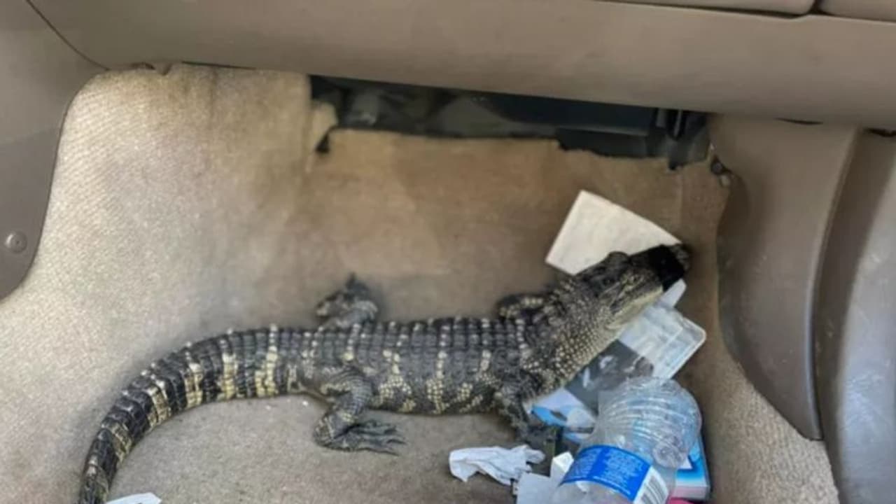 Live Alligator Found : മുതലക്കുഞ്ഞിന് തീറ്റ കൊടുക്കാന് സമയമായി, പറഞ്ഞുതീര്ന്നതും പൊലീസ് എത്തി! Live Alligator Found : മുതലക്കുഞ്ഞിന് തീറ്റ കൊടുക്കാന് സമയമായി, പറഞ്ഞുതീര്ന്നതും പൊലീസ് എത്തി!