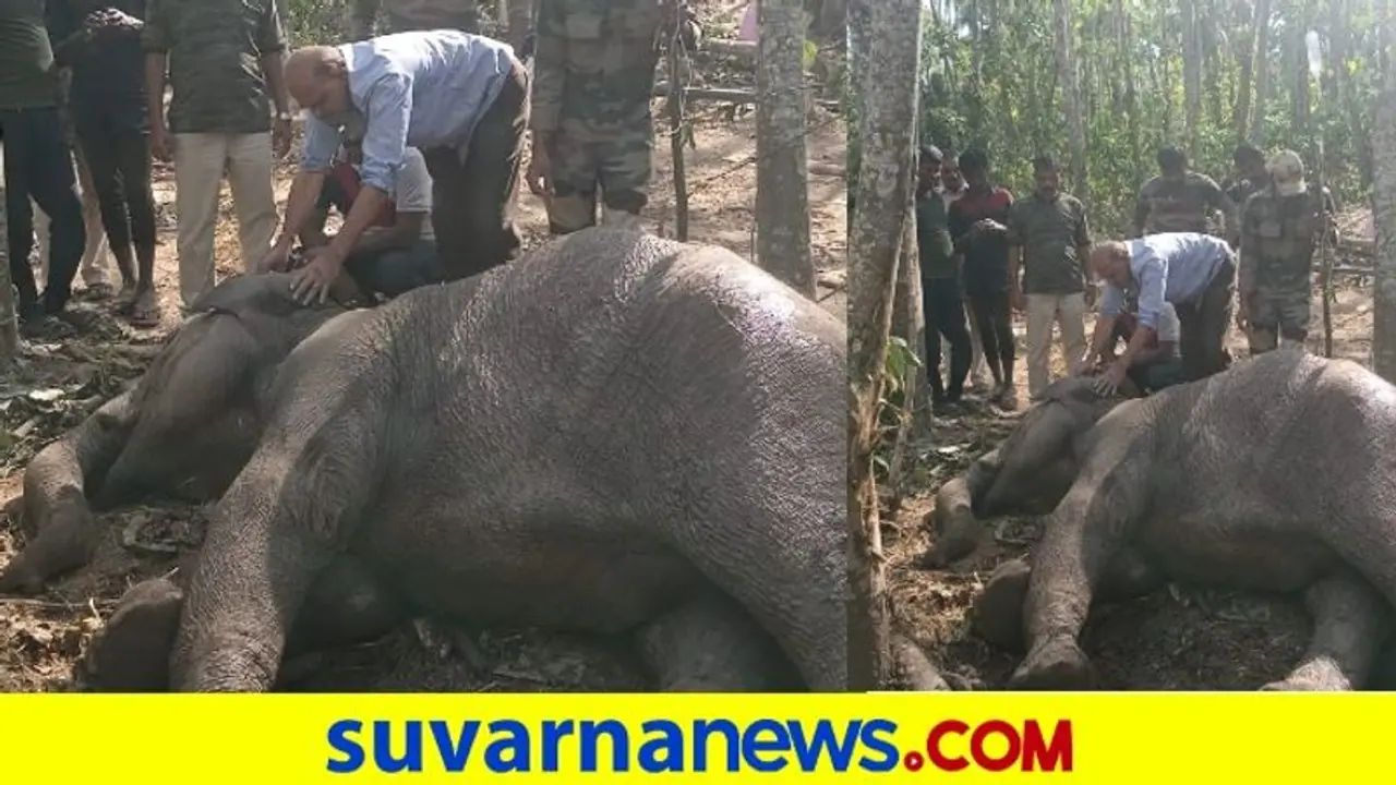 Kodagu: ನಂಜರಾಯಪಟ್ಟಣ ತೋಟದಲ್ಲಿ ಅಸ್ವಸ್ಥ ಕಾಡಾನೆಗೆ ಚಿಕಿತ್ಸೆ Kodagu: ನಂಜರಾಯಪಟ್ಟಣ ತೋಟದಲ್ಲಿ ಅಸ್ವಸ್ಥ ಕಾಡಾನೆಗೆ ಚಿಕಿತ್ಸೆ