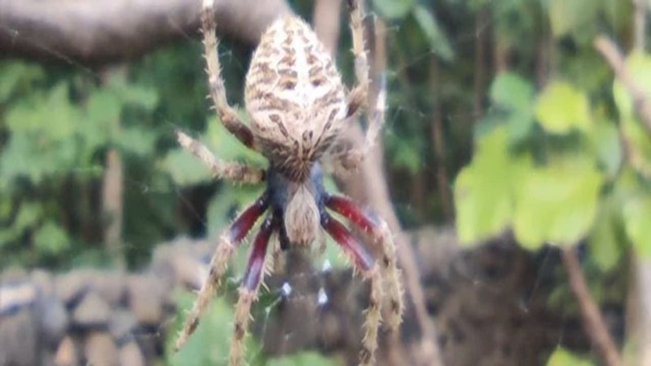 गिरनार के जंगल में मिली दुर्लभ प्रजाति की मकड़ी, 15वीं सदी के संत कवि नरसिंह मेहता रखा गया नाम गिरनार के जंगल में मिली दुर्लभ प्रजाति की मकड़ी, 15वीं सदी के संत कवि नरसिंह मेहता रखा गया नाम