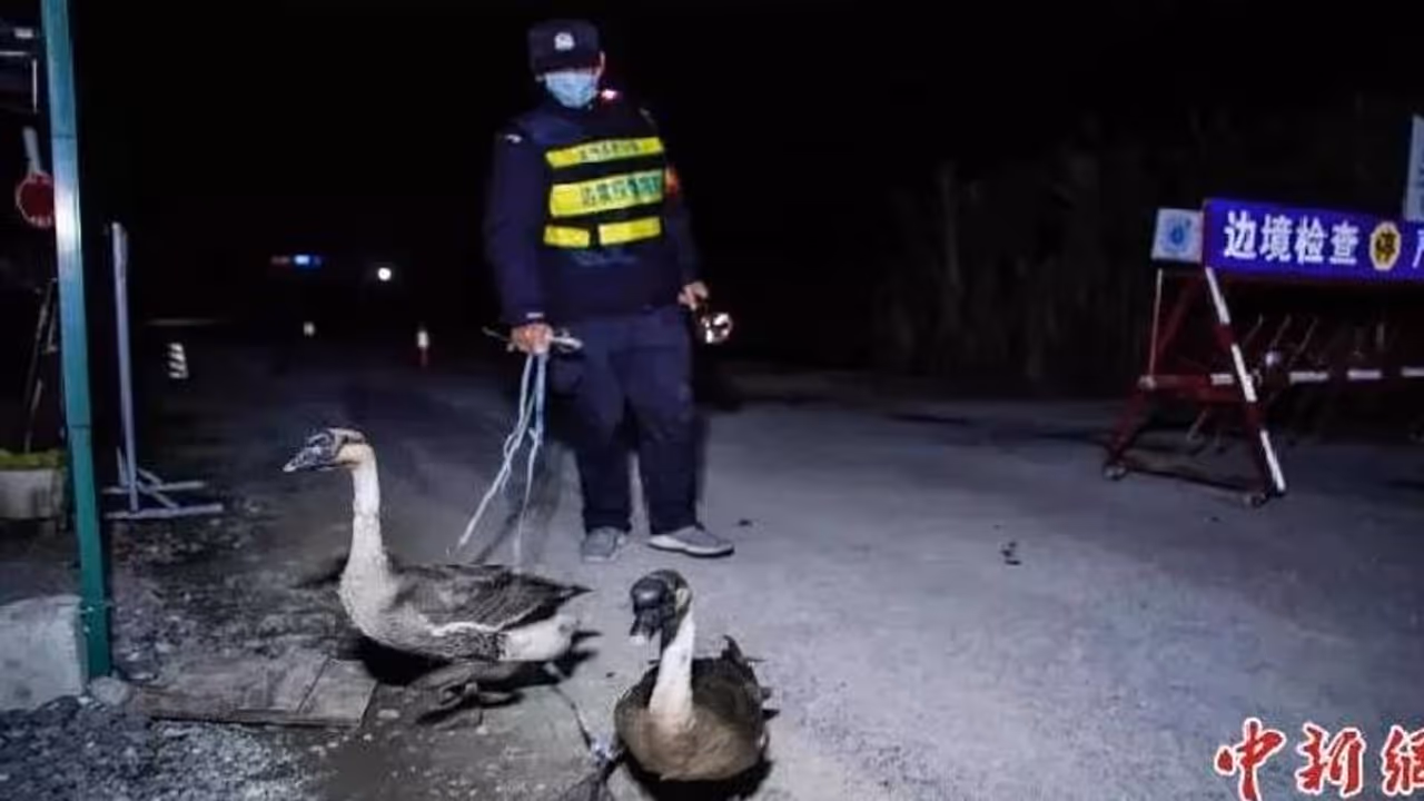 ചൈനീസ് അതിർത്തിയിൽ പട്രോളിം​ഗിന് അരയന്നങ്ങൾ, നായകളേക്കാളും മികച്ചതെന്ന് പൊലീസ്