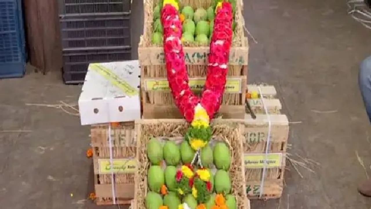 Mango Season : ഒരു കൂട മാമ്പഴത്തിന് 31,000 രൂപ; സംഭവം എന്താണെന്നറിയാമോ?