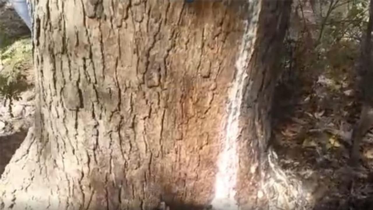 बिहार में नीम के पेड़ से हो रहा ऐसा चमत्कार! देखने के लिए उमड़ रही भीड़..'लोग बोले पूरी हो रहीं मन्नतें' बिहार में नीम के पेड़ से हो रहा ऐसा चमत्कार! देखने के लिए उमड़ रही भीड़..'लोग बोले पूरी हो रहीं मन्नतें'