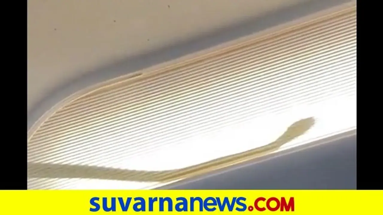 ಫ್ಲೈಟ್ ಏರಿ ಮಲೇಷ್ಯಾಕ್ಕೆ ಹಾರಿದ ಹಾವು... ವಿಡಿಯೋ ವೈರಲ್‌