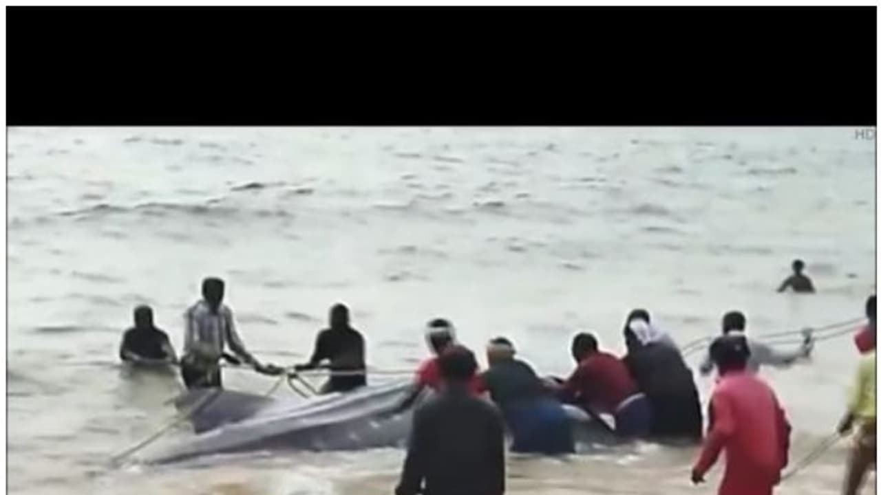 കടലിലേക്ക് തിരിച്ച് വിടാനായില്ല; തുമ്പ കടപ്പുറത്ത് അടിഞ്ഞ കൂറ്റന് സ്രാവ് ചത്തു കടലിലേക്ക് തിരിച്ച് വിടാനായില്ല; തുമ്പ കടപ്പുറത്ത് അടിഞ്ഞ കൂറ്റന് സ്രാവ് ചത്തു